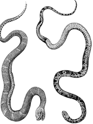 10805648_942701862435857_232280523937876400_n