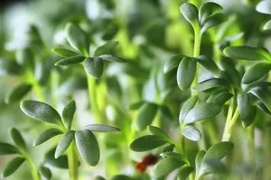 herbs