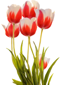 green-candle-spring-flowers-23850582